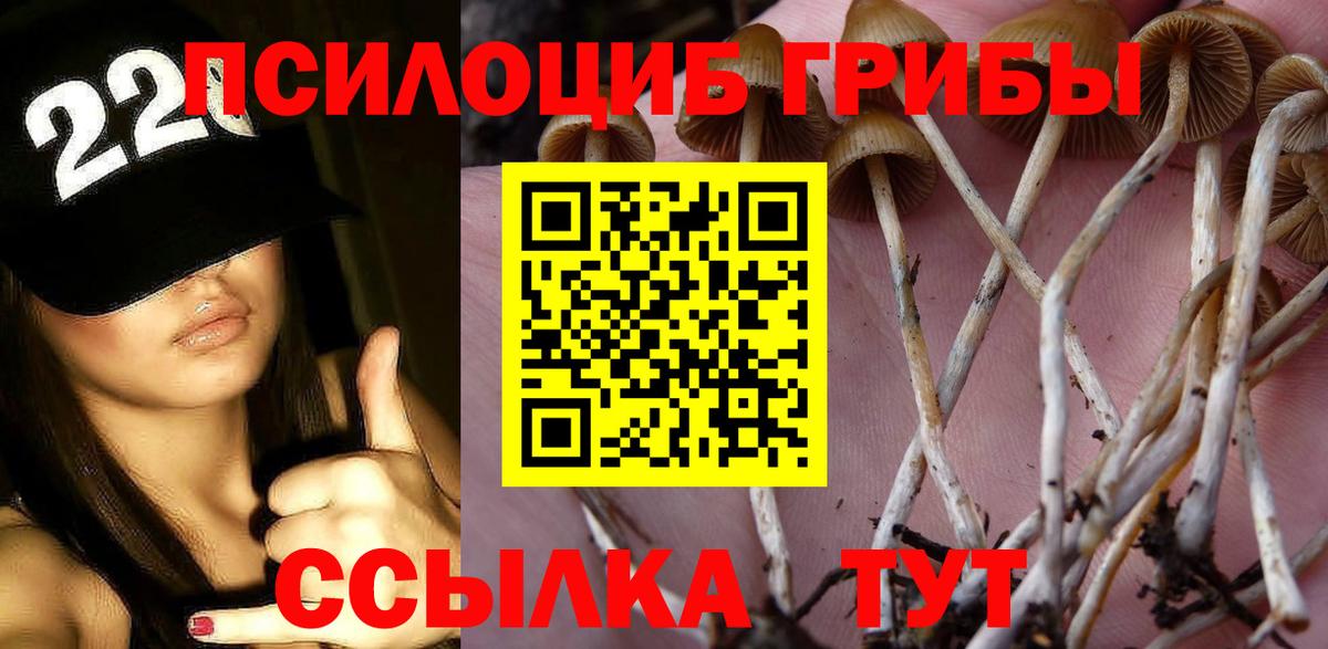 Галлюциногенные грибы Psilocybe Апатиты